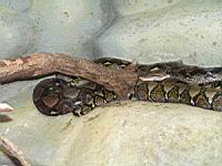 Python reticule, Python reticulatus (ord Squamates)(ss-ord Ophidiens)(fam Pythonides) (Photo F. Mrugala) (2)